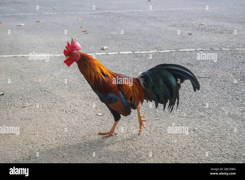 Een Overzicht van Chicken Road: het Populaire Gokspel in Nederland in Netherlands