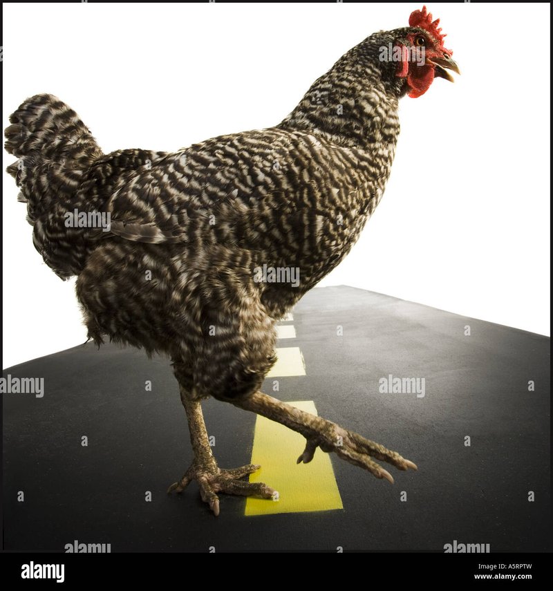 Chicken road slot, chicken road gokspel